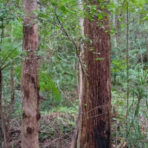 Rhodamnia rubescens at Dooragan National Park - 23 Mar 2024