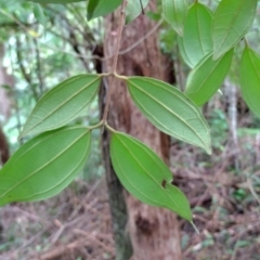 Rhodamnia rubescens at Dooragan National Park - 23 Mar 2024