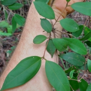 Rhodamnia rubescens at Dooragan National Park - 23 Mar 2024