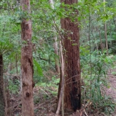 Rhodamnia rubescens at Dooragan National Park - 23 Mar 2024