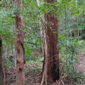 Rhodamnia rubescens at Dooragan National Park - 23 Mar 2024
