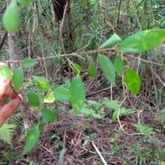 Rhodamnia rubescens at Dooragan National Park - 23 Mar 2024