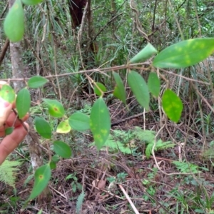 Rhodamnia rubescens at Dooragan National Park - 23 Mar 2024