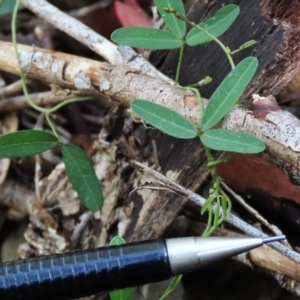 Glycine clandestina at Tinderry Mountains - 16 Mar 2024 01:22 PM