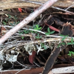 Glycine clandestina at Tinderry Mountains - 16 Mar 2024