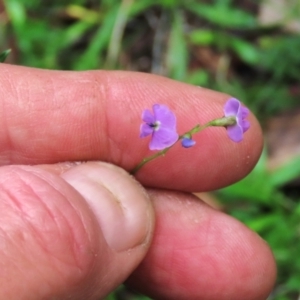 Glycine clandestina at Tinderry Mountains - 16 Mar 2024 01:22 PM