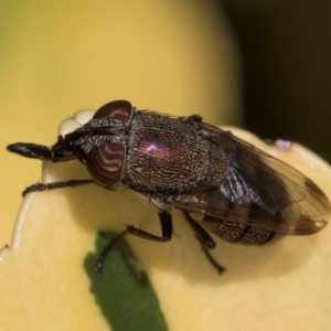 Stomorhina subapicalis at Melba, ACT - 21 Mar 2024 11:45 AM