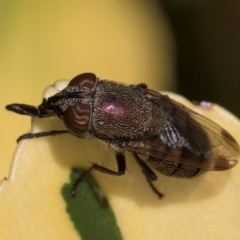 Stomorhina subapicalis at Melba, ACT - 21 Mar 2024