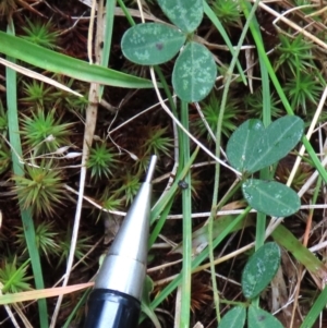 Glycine clandestina at Tinderry Mountains - 16 Mar 2024 01:35 PM