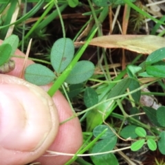 Glycine clandestina at Tinderry Mountains - 16 Mar 2024 01:35 PM