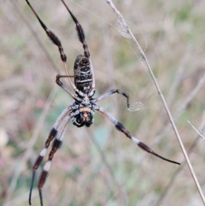 Trichonephila edulis at The Pinnacle - 23 Mar 2024 01:57 PM