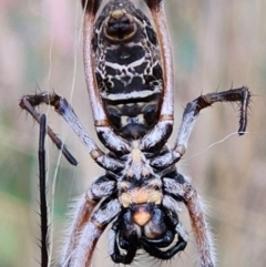 Trichonephila edulis at The Pinnacle - 23 Mar 2024 01:57 PM