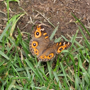 Junonia villida at QPRC LGA - 23 Mar 2024 03:16 PM