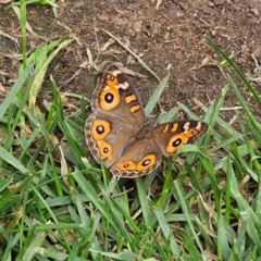 Junonia villida (Meadow Argus) at QPRC LGA - 23 Mar 2024 by MatthewFrawley