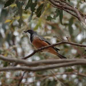 Pachycephala rufiventris at Hall, ACT - 23 Mar 2024