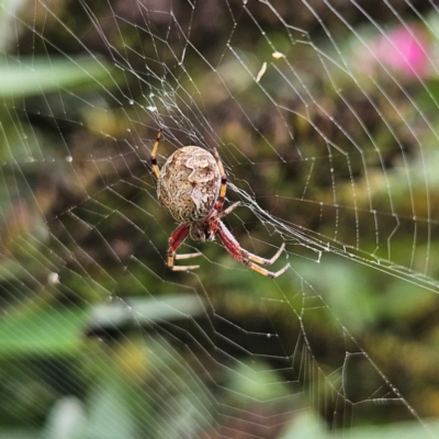 Salsa fuliginata (Sooty Orb-weaver) at Braidwood, NSW - 23 Mar 2024 by MatthewFrawley