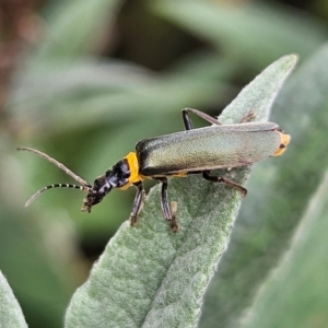 Chauliognathus lugubris at QPRC LGA - 23 Mar 2024