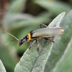 Chauliognathus lugubris (Plague Soldier Beetle) at QPRC LGA - 23 Mar 2024 by MatthewFrawley
