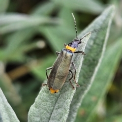 Chauliognathus lugubris at QPRC LGA - 23 Mar 2024