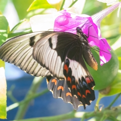 Papilio aegeus (Orchard Swallowtail, Large Citrus Butterfly) at Googong, NSW - 21 Mar 2024 by WHall