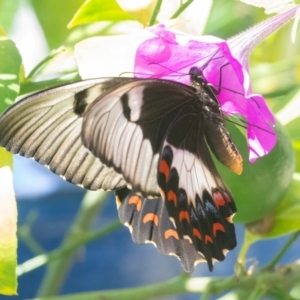 Papilio aegeus at QPRC LGA - 21 Mar 2024