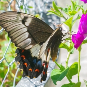 Papilio aegeus at QPRC LGA - 21 Mar 2024