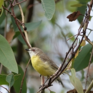 Gerygone olivacea at Hall, ACT - 23 Mar 2024