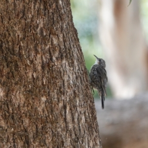 Cormobates leucophaea at Hall, ACT - 23 Mar 2024 11:20 AM