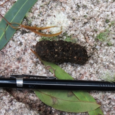 Unidentified Mammal at Tinderry, NSW - 16 Mar 2024 by AndyRoo