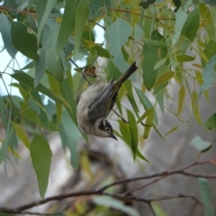 Melithreptus brevirostris (Brown-headed Honeyeater) at Hall, ACT - 23 Mar 2024 by Anna123