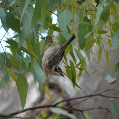 Melithreptus brevirostris (Brown-headed Honeyeater) at Hall, ACT - 23 Mar 2024 by Anna123