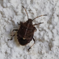 Oncocoris geniculatus (A shield bug) at Lyons, ACT - 23 Mar 2024 by ran452