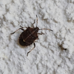 Oncocoris geniculatus at Lyons, ACT - 23 Mar 2024