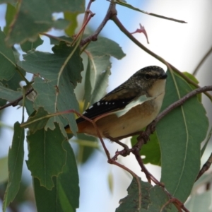 Pardalotus punctatus at Hall, ACT - 23 Mar 2024