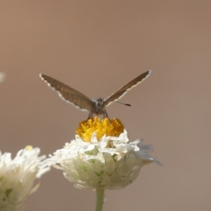 Zizina otis at North Mitchell Grassland  (NMG) - 22 Mar 2024