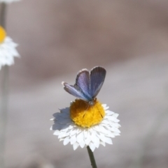 Zizina otis at North Mitchell Grassland  (NMG) - 22 Mar 2024