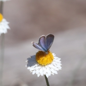 Zizina otis at North Mitchell Grassland  (NMG) - 22 Mar 2024 01:03 PM