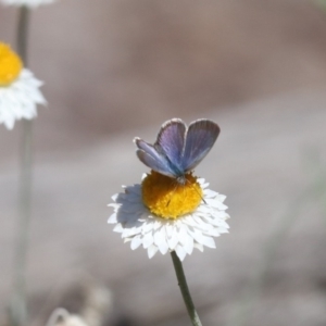 Zizina otis at North Mitchell Grassland  (NMG) - 22 Mar 2024