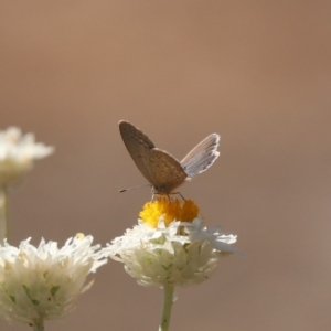 Zizina otis at North Mitchell Grassland  (NMG) - 22 Mar 2024 01:03 PM