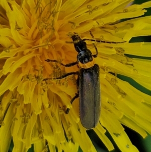 Chauliognathus lugubris at Mount Ainslie to Black Mountain - 23 Mar 2024