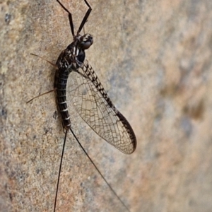 Ephemeroptera (order) at Mount Ainslie to Black Mountain - 23 Mar 2024 01:58 PM