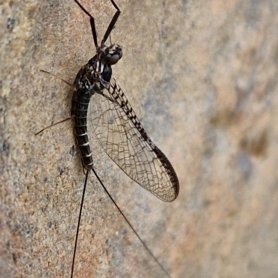Ephemeroptera (order) (Unidentified Mayfly) at Mount Ainslie to Black Mountain - 23 Mar 2024 by trevorpreston