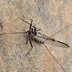 Ephemeroptera (order) at Mount Ainslie to Black Mountain - 23 Mar 2024 01:58 PM