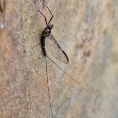 Ephemeroptera (order) at Mount Ainslie to Black Mountain - 23 Mar 2024 01:58 PM