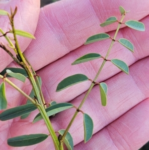 Indigofera australis subsp. australis at The Pinnacle - 21 Mar 2024 07:57 AM