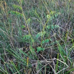 Indigofera australis subsp. australis at The Pinnacle - 21 Mar 2024 07:57 AM