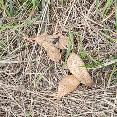 Villa sp. (genus) (Unidentified Villa bee fly) at Yarralumla, ACT - 23 Mar 2024 by VanceLawrence