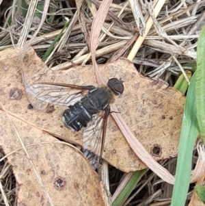 Villa sp. (genus) at Lake Burley Griffin West - 23 Mar 2024