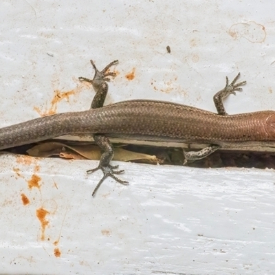 Lampropholis delicata (Delicate Skink) at Googong, NSW - 17 Mar 2024 by WHall