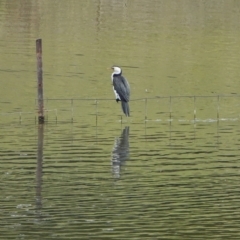 Microcarbo melanoleucos (Little Pied Cormorant) at Hall, ACT - 23 Mar 2024 by Anna123